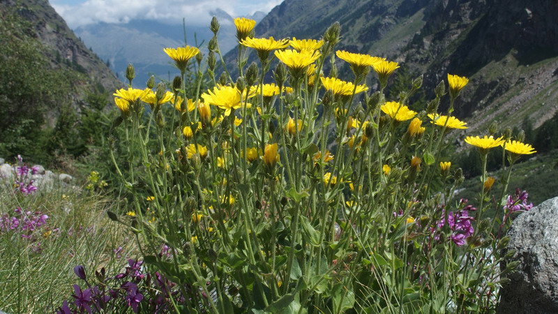 Asteraceae - Hieracium amplexicaule